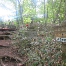 登山道としても整備されていてとても登りやすいです