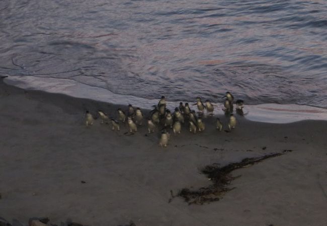 ブルー ペンギン プケクラ クチコミ アクセス 営業時間 ダニーデン フォートラベル ブルー ペンギン プケクラ クチコミ アクセス 営業時間 ダニーデン フォートラベル