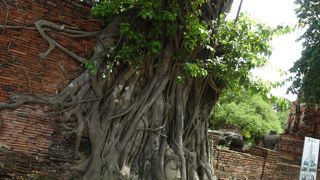 木の生長によってお顔がどんどんあがってきているようです。