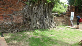 アユタヤで最も有名な仏様
