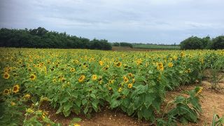 のんびりした離島
