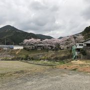 紀勢本線大泊駅：桜咲く