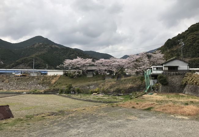 紀勢本線大泊駅：桜咲く