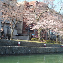 川端の桜は一分咲きもあれば五分咲きもあるが雰囲気は良い