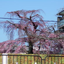 見事な枝垂桜もあり、満開の姿を想像する