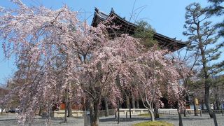 広い境内では枝垂桜などが満開