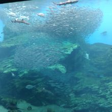 初めの大きな水槽が見ごたえがあります。