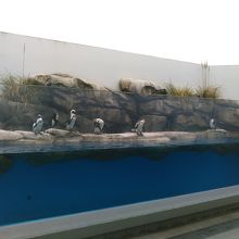 ペンギンも可愛かったです