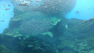 (うみの杜水族館)初めの大きな水槽が見ごたえがあります。魚の群れがまるで一つの生き物のように泳ぐ様はキレイでした。