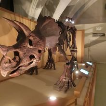 トリケラトプス