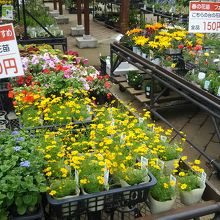 苗も売っています。