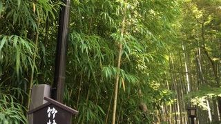 川辺の竹林