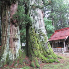 一見の価値ある御神木です。全体の写真は撮れませんでした
