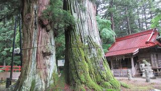 塩原八幡宮境内の「逆杉」
