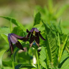 室堂山荘を過ぎたあたりに黒百合がたくさんありました