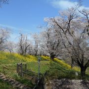 桜には、菜の花が良く似合う