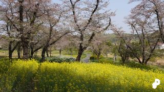 桜や梅の時期が楽しめそう