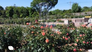 広々としたバラ園