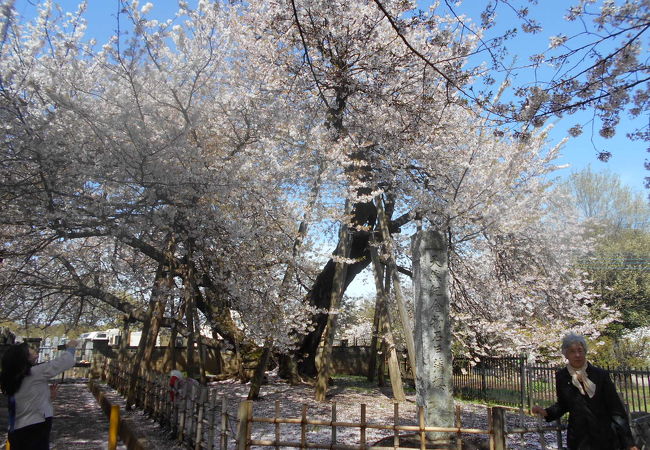 日本五大桜の一つ石戸蒲桜が満開