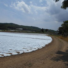 麓のレタス畑はまだ育つ前