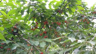 色んな品種のさくらんぼを堪能しました。