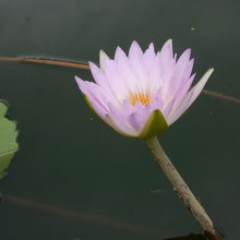 ヒツジグサの方が可憐だが、色も大きさも派手な熱帯スイレン