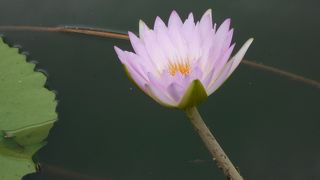 入場無料だと嬉しい