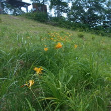 中腹にはニッコウキスゲなどの高山植物が咲く