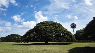この～木なんの木 気になる気になる木