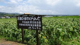 浮島ひまわりランド