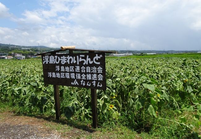 浮島ひまわりランド