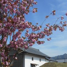 折りしも、八重桜が満開。