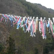 天王桜見物の帰路、鯉のぼりを見たくて立ち寄り