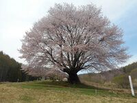 天王桜