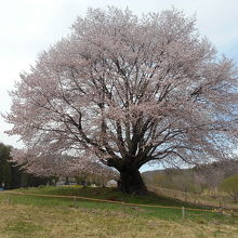 天王桜