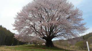 天王桜