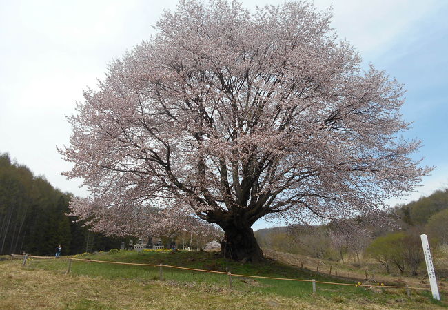 天王桜