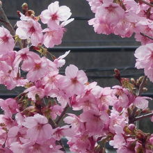 桜の花だけアップで。見事満開。