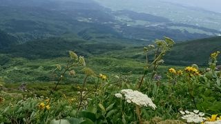 高山植物が咲き誇る