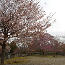 境内には桜が多く、枝垂桜は満開前で色が濃い