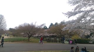 お花見の定番スポットですね。