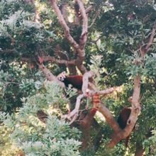 貴重なレッサーパンダもいます！