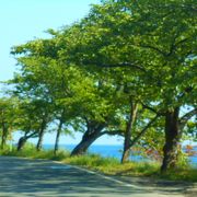 琵琶湖とともに風景を楽しめます