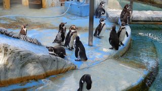 高岡城、明丸にあるコンパクトな動物園（無料）