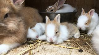 小さな牧場ですが、子連れにはオススメ！！