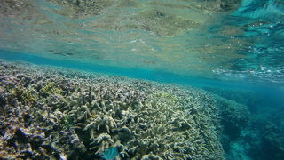 珊瑚の森