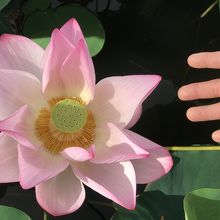 手のひらより大きな蓮の花