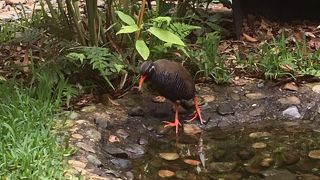 人なつこいヤンバルクイナ