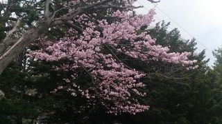 お花見シーズン