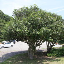 椿の木と駐車場